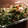 ゆごんか's cooksnap of when they made ただ混ぜるだけ！水菜のお漬物！.