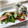 ko～ko's cooksnap of when they made 絹さやとベーコンのバター炒め.