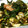 Fevil0821's cooksnap of when they made ほうれん草とベーコンの粒マスタード炒め.