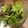 pikonene's cooksnap of when they made 夏のハーブグリーンサラダ.
