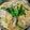 M130018's cooksnap of when they made 節約！ラーメンの素でとんこつ醤油鍋.