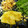 YOU★DA's cooksnap of when they made カレイのカレー風味ムニエルときのこ添え.