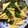 コジロー０９２３'s cooksnap of when they made ほうれん草と油揚げの胡麻和え.