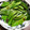 SARINGER's cooksnap of when they made さやえんどうの甘辛炒め煮.