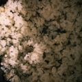 u_mi_n's cooksnap of when they made さっぱり美味しい！ウチの鯵大葉ごはん♥.