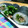 うに子's cooksnap of when they made しょうが焼き☆まきまきロール.