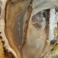 チャッピーココア's cooksnap of when they made 男のロマン！海のミルク殻付き牡蠣の剥き方.
