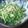 ごにょ's cooksnap of when they made ベーコンと水菜のペペロンチーノ.