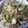 クック6KKOG4☆'s cooksnap of when they made 大量消費にセロリとジャコのあっさり炒め.