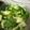 hmaotabiga's cooksnap of when they made 青梗菜のサラダ.