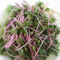 アピナス's cooksnap of when they made 簡単☆かいわれサラダ.