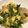 クック8HC8EM☆'s cooksnap of when they made ＊節約！簡単！かぶの葉の卵炒め＊.