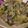 みずたますず's cooksnap of when they made 牛肉と青梗菜のオイスターソース炒め.