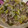 みずたますず's cooksnap of when they made 牛肉と青梗菜のオイスターソース炒め.