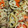 mush2010's cooksnap of when they made 蓮根と豚肉の甘辛炒め.
