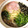 caruga's cooksnap of when they made 簡単美味しい【塩しょうがらーめん】.