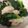 yummy?'s cooksnap of when they made ちょうほう菜ポーク和え.