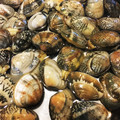 ｙａｓｓａｎパパ's cooksnap of when they made あさりの砂抜き.