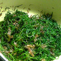 ちよなごん's cooksnap of when they made おかひじきのからしおかか和え.