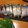 Dearflower's cooksnap of when they made しめさばの押し寿司.