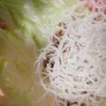 うとさ's cooksnap of when they made 揚げビーフンと肉味噌のレタス包み♪.