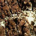 pamunao's cooksnap of when they made フルーツグラノーラチョコ.