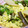 Rick_t's cooksnap of when they made おふくろの味＊タケノコとなばなの卵とじ＊.