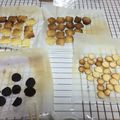 みくろたけ's cooksnap of when they made 材料３つで、サクサククッキー！卵なし.