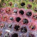 yasuceok's cooksnap of when they made ブラジルのチョコ菓子☆ブリガデイロ.