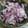 まいめる0720's cooksnap of when they made 長芋のゆかり和え.