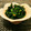 ポヨゾー☆'s cooksnap of when they made 春菊とわかめのしょうが和え.