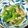 海 砂's cooksnap of when they made 楽チン＆グルグル♪青菜とあさりの煮浸し.