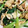 quuumi0702's cooksnap of when they made チンゲン菜と油揚げの簡単炒め.