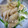 yukiはぴ's cooksnap of when they made 鶏皮と水菜のわさぽん和え.