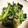かぢぇ's cooksnap of when they made 小松菜のしらす和え.