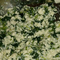 sakurenmam's cooksnap of when they made 美味しい◎ほうれん草の白和え(*^^*).