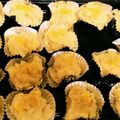 スイカが好物's cooksnap of when they made 牛乳で煮ちゃう！簡単☆スイートポテト.
