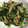 クックANLLO1☆'s cooksnap of when they made 白菜の煮付け❀.