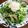 YUKIKI☆'s cooksnap of when they made 水菜と大根のツナマヨサラダ.