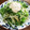 YUKIKI☆'s cooksnap of when they made 水菜と大根のツナマヨサラダ.