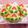 ３匹の大ぶたママ's cooksnap of when they made ひな祭り♪可愛い桃アイスボックスクッキー.
