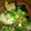 ごんべい君's cooksnap of when they made 揚げなすの煮浸し.