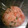 MANA☆MINA's cooksnap of when they made 鮭としそのおにぎり♪.