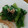 かぴーな's cooksnap of when they made こまつな♪めんつゆとゴマで.