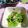 ＴＯＭＯＷＡＴ's cooksnap of when they made 簡単！三つ葉のお浸し.