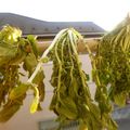 ラブリークッキー's cooksnap of when they made 半干しで♪大根葉の冷凍保存.