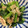 ぴぴり's cooksnap of when they made 小松菜とベーコンの和風炒め.