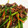 aiumiiiiii's cooksnap of when they made ニンニクの芽と牛肉のプルコギ風.