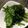 cococo0604's cooksnap of when they made ほうれん草ごま昆布あえ.
