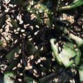 クックBTNRUR☆'s cooksnap of when they made きゅうり・わかめ・ひじきの酢の物.